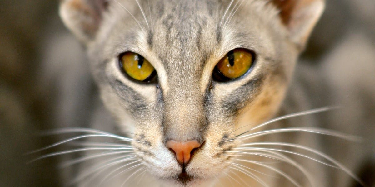 Les plus beaux noms de chat en arabe